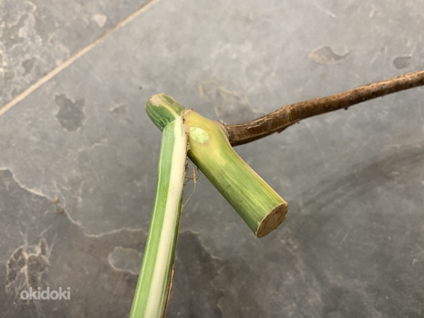 1 leaf cutting Monstera albo variegated (foto #4)