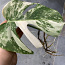 €25 Monstera albo variegated highly (фото #1)