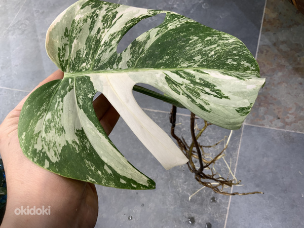 €25 Monstera albo variegated highly (фото #1)