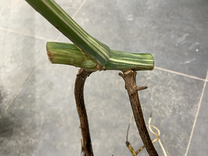 25 € Monstera albo variegated highly (4 foto / 6)