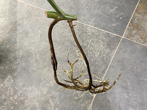25 € Monstera albo variegated highly (6 foto / 6)
