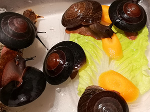 Улитки Плеуродонт экселенс ( pleurodonte excellens)