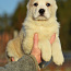Centrālāzijas aitu suns (foto #2)