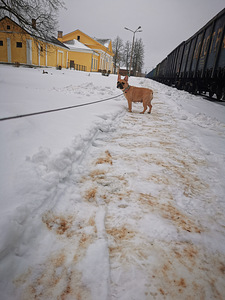 Franču buldogu kucēni (2 foto no 7)