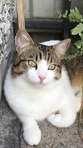 Kass (3 foto / 4)