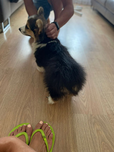 Walesi corgi pembroke (5 foto / 6)