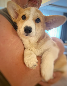 Walesi corgi pembroke (2 foto / 2)