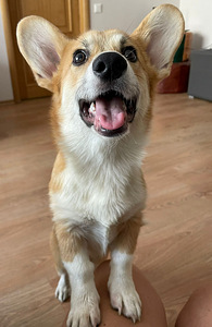 Walesi corgi pembroke (2 foto / 5)
