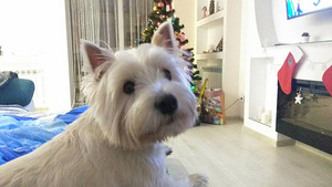 West white terrier (6 foto / 6)