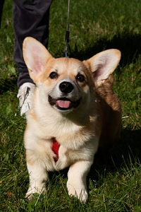 Wels corgi pembroke (2 foto / 10)