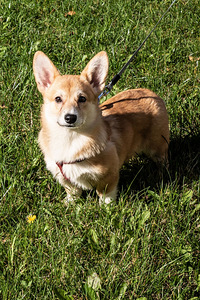 Wels corgi pembroke (3 foto / 10)