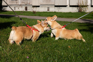 Wels corgi pembroke (9 foto / 10)