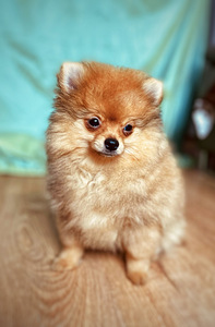 Pomeranian (1 foto / 3)