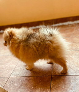 Pomeranian špic (3 foto / 3)