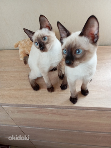 Меконгский бобтейл