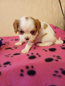 Кавалер Кинг Чарльз Спаниель (3 фото из 5)