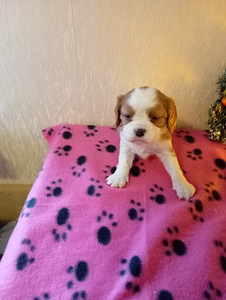 Кавалер Кинг Чарльз Спаниель (5 фото из 5)