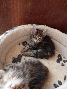 Kaķēni (1 foto no 3)