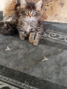 Kaķēni (2 foto no 3)