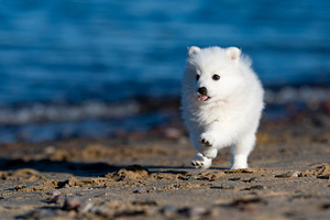 Kucēni (8 foto no 10)