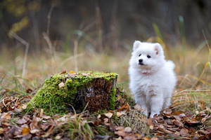 Kucēni (6 foto no 10)