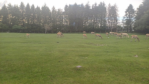 Tallinna ZOO ekskursioon (2 foto / 10)