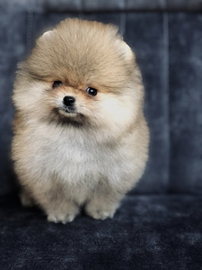 Poiss Pomeranian spitz (2 foto / 2)