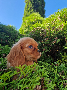 Kavaler King Charls spaniel (3 foto / 4)