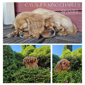 Kavaler King Charls spaniel (4 foto / 4)