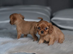 Cavalier King Charles Spaniel (3 foto / 6)