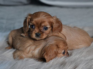 Cavalier King Charles Spaniel (4 foto / 6)