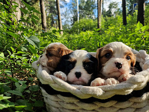 Cavalier King Charles spanjel (2 foto / 10)