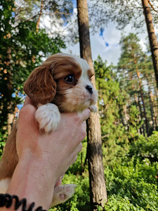 Cavalier King Charles spanjel (5 foto / 10)