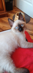Tai kassipojad