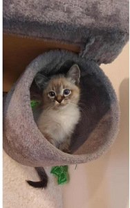 Redgoll tyttö (1 valokuva sivusta 2)