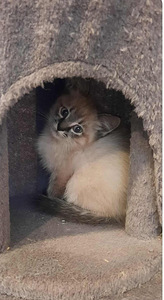 Redgoll tyttö (2 valokuva sivusta 2)