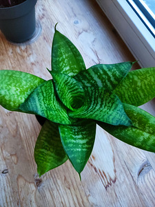 Sanseveria hanni (4 foto / 4)