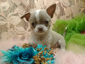 Haruldaste värvidega chihuahua beebid (1 foto / 10)
