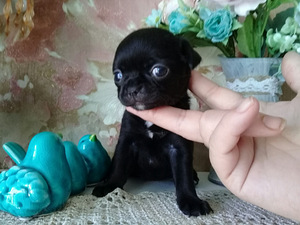 BEEBI CHIHUAHUA HARULDANE TÜÜP (1 foto / 9)