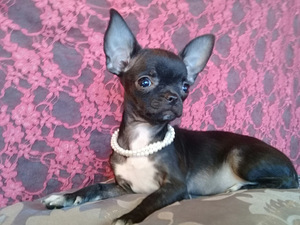 BEEBI CHIHUAHUA HARULDANE TÜÜP (3 foto / 9)