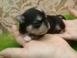 BEEBI CHIHUAHUA HARULDANE TÜÜP (8 foto / 9)