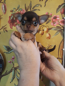 Красивые чихуахуа (3 фото из 8)