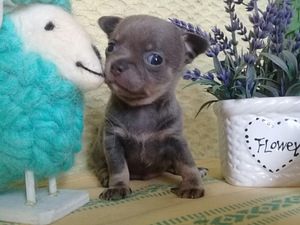 Haruldaste värvide chihuahua (5 foto / 10)