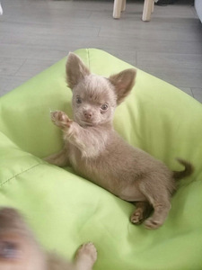 Haruldaste värvide chihuahua (3 foto / 10)