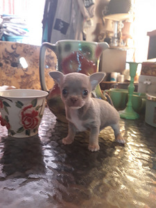 Haruldaste värvide chihuahua (7 foto / 10)