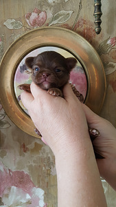 Haruldaste värvide chihuahua (10 foto / 10)