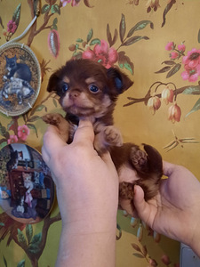 Chihuahua beebid (1 foto / 10)