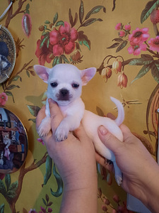 Chihuahua beebid (9 foto / 10)