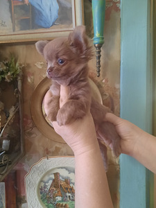 Chihuahua tüdrukud (6 foto / 10)