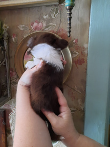 Chihuahua tüdrukud (7 foto / 10)